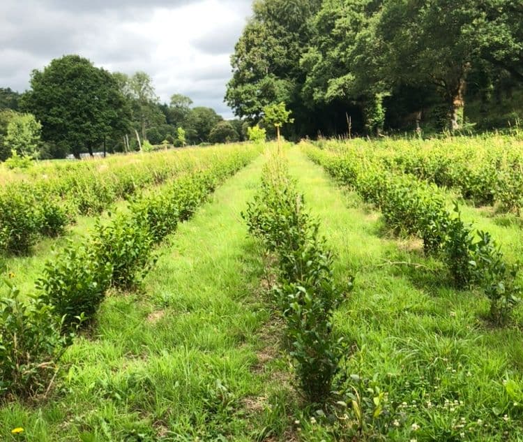 Plantation du lieu de la formation en Bretagne